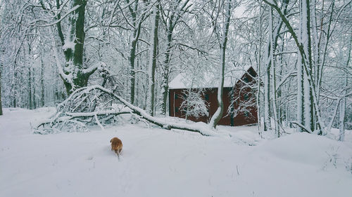 Bare tree in snow covered field