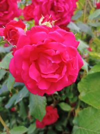 Close-up of pink rose