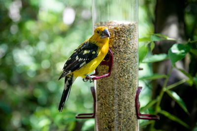 Close-up of bird perching on branch