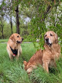 View of golden retriever on field