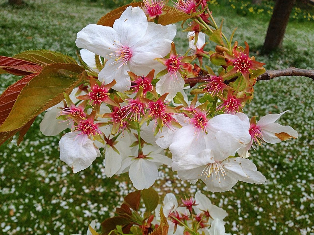 flower, freshness, petal, fragility, growth, beauty in nature, flower head, blooming, focus on foreground, nature, white color, tree, close-up, park - man made space, pink color, plant, in bloom, blossom, branch, pollen