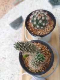 High angle view of potted cactus on table