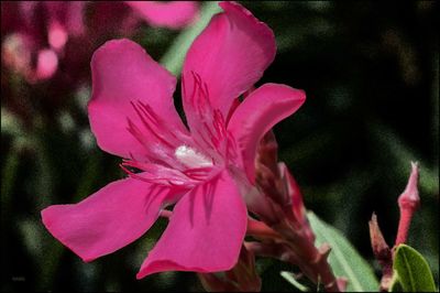 Close-up of pink flower blooming outdoors