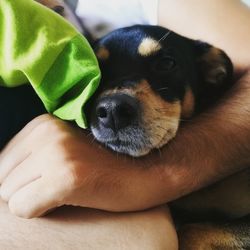 Close-up of hand holding dog