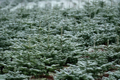 Christmas trees covered with hoarfrost. christmas trees cultivation for special holiday weihnachten.