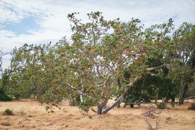 View of flower trees on field against sky