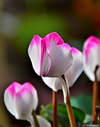 Cyclamen flower