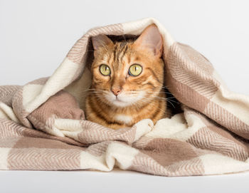 Portrait of cat sitting on bed at home