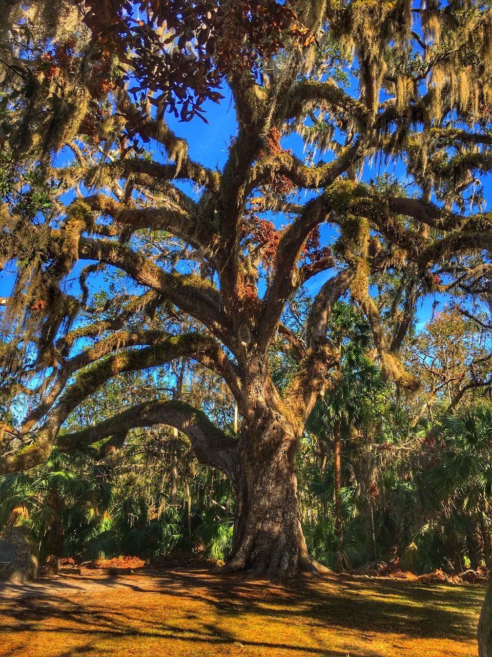 tree, no people, nature, sky, outdoors, growth, beauty in nature, day, close-up