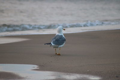 Seagull perching on a beach