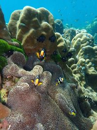 Close-up of fish swimming in sea