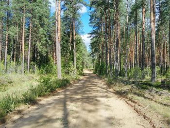 Empty road passing through forest