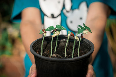 Midsection of person holding potted saplings