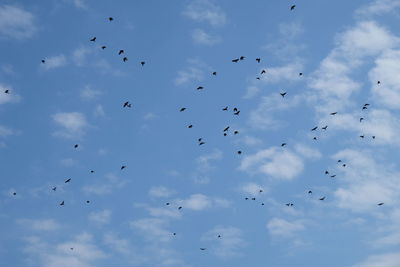 Low angle view of birds flying in sky