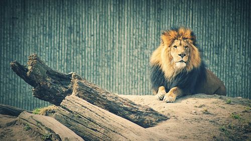 Cat relaxing on wood in zoo