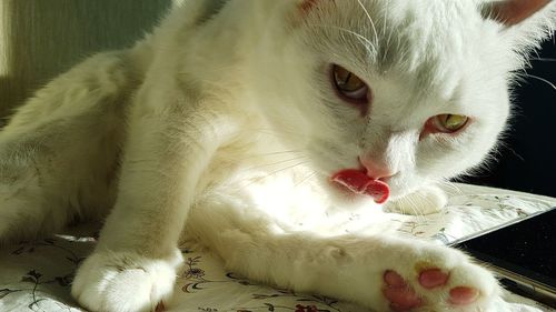 Close-up portrait of cat
