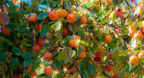 Close-up of orange fruits on tree