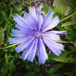 Close-up of purple flowering plant