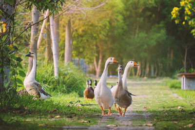 Ducks by lake against trees