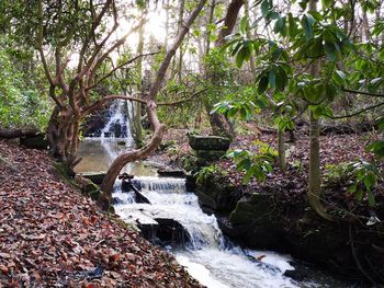 Plants growing by river in forest