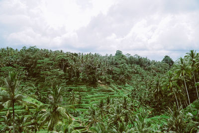 Crops growing on field against sky