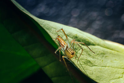 Yellow jumping spider standing on green leaf.