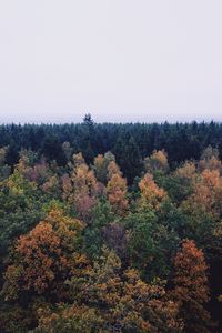 Plants and trees against clear sky