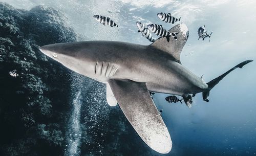 Close-up of fish swimming in sea