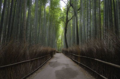 Walkway amidst trees in forest