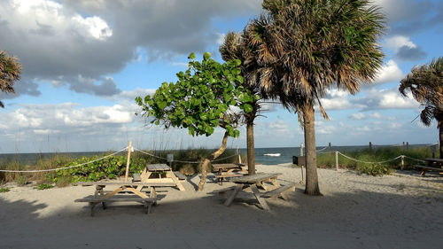 Scenic view of palm trees on beach against sky