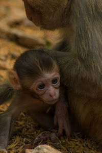 Close-up portrait of a baby monkey