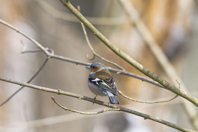 Close-up of bird perching on branch