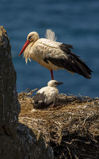 Birds perching on rock