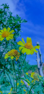 Close-up of yellow flowering plant