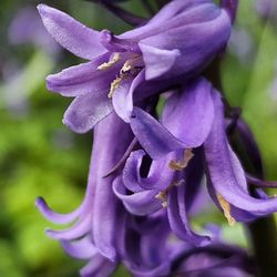 Close-up of purple flowers