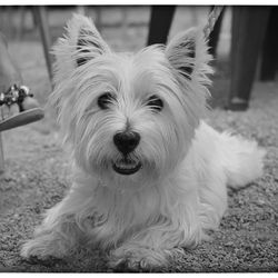 Close-up portrait of dog