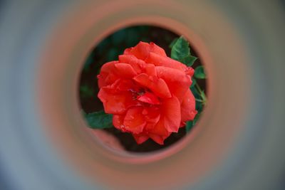 Close-up of red rose