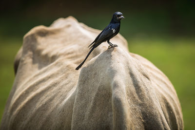 Close-up of bird perching on wooden post