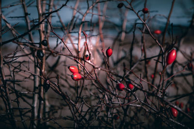 Close-up of red berries on tree