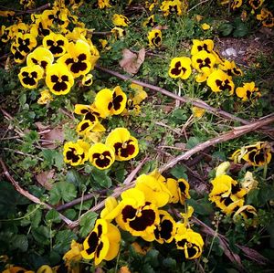 Close-up of yellow flowers