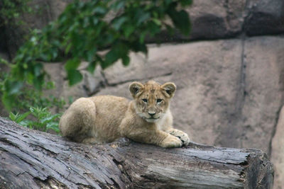 Portrait of young lion relaxing on wood in zoo