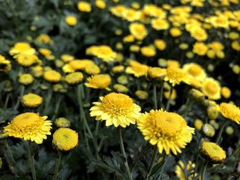 Close-up of yellow flowering plant