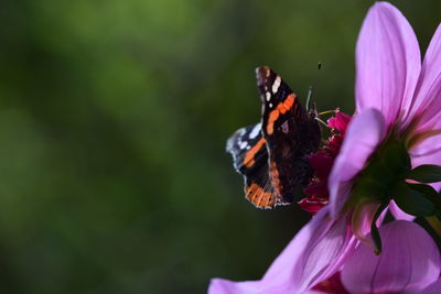 Close-up of butterfly pollinating on flower