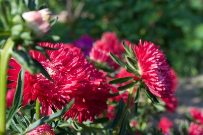 Close-up of red flowers blooming outdoors