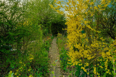 Full frame shot of trees