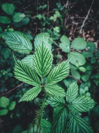 High angle view of plant