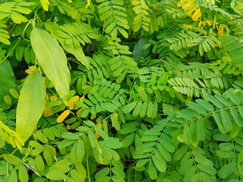 Full frame shot of leaves