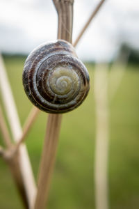 Close-up of snail on leaf