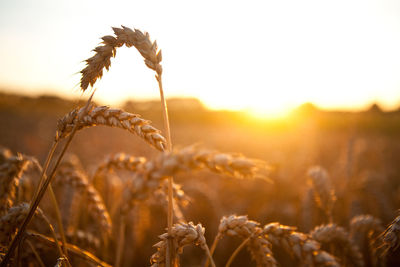 Close-up of wheat growing on field during sunset