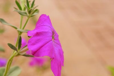 Close-up of pink flower blooming outdoors